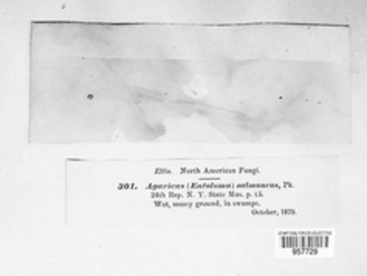 Entoloma salmoneum image